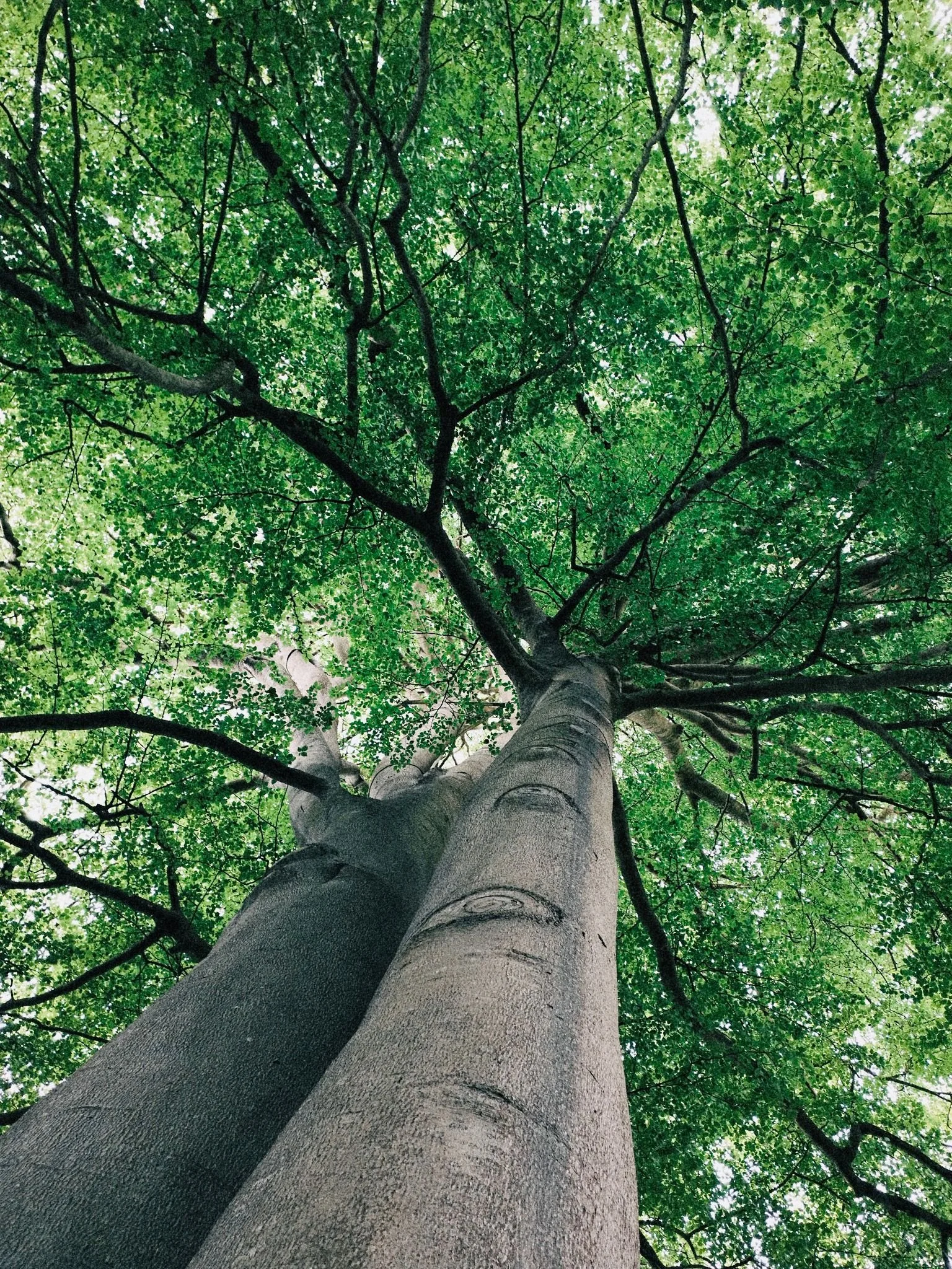 View looking up at a tall tree with lush green leaves and branches extending outward.