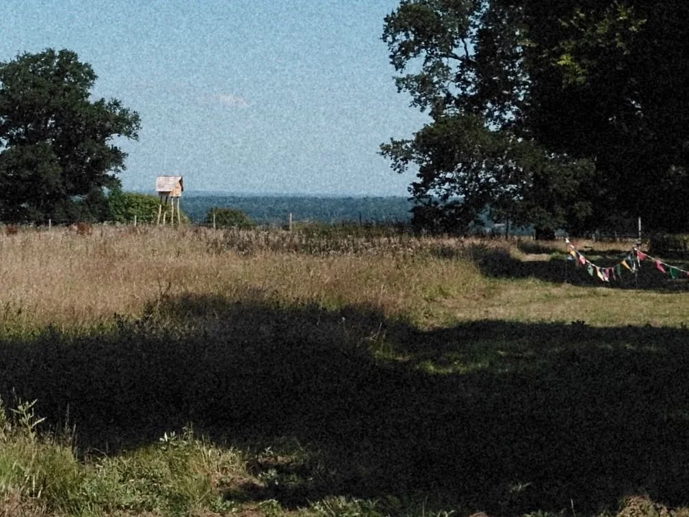 A rural field during daytime with tall grass, large trees on both sides, a wooden birdhouse on stilts on the left, and a string of colorful flags on the right.