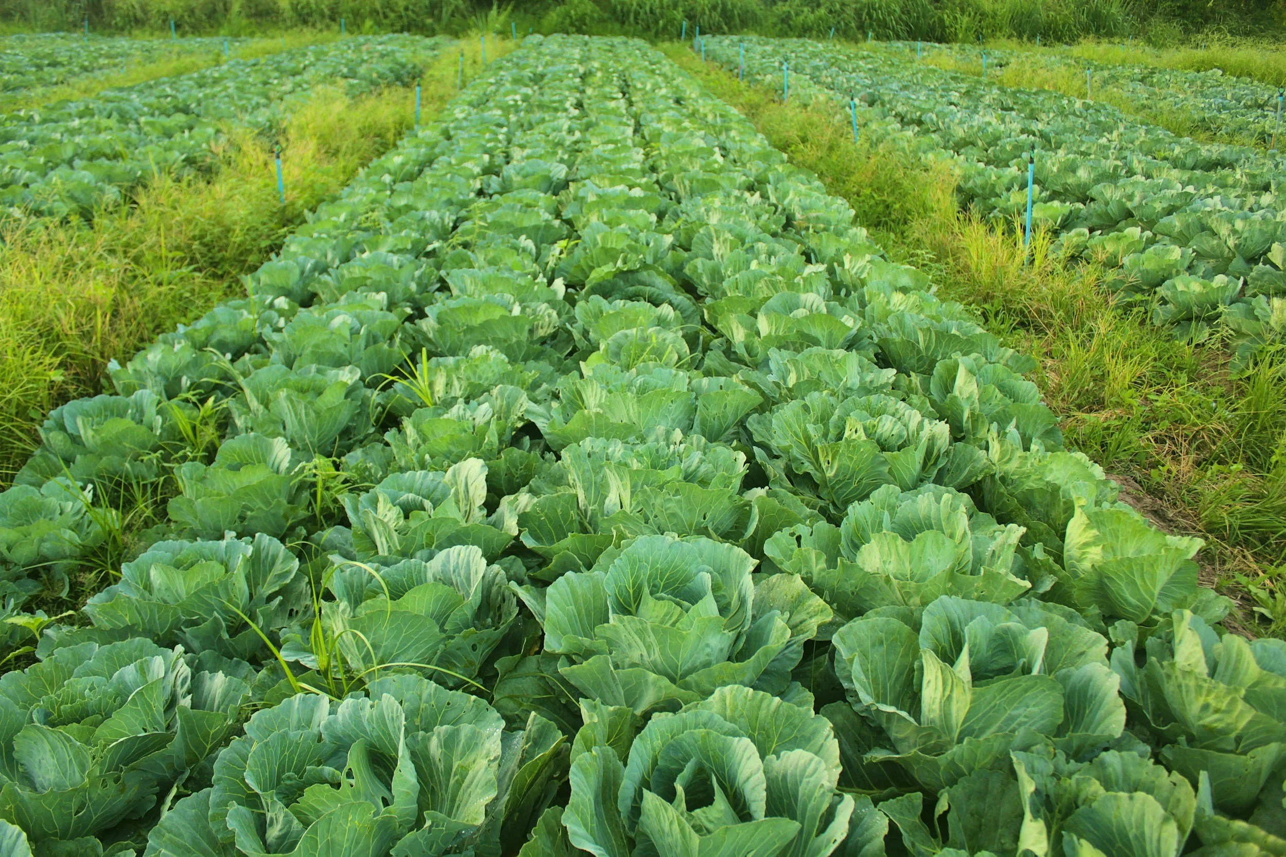 Rows of green leafy cabbage plants growing in a farm field utilizing Biocat PST Phage soil technology