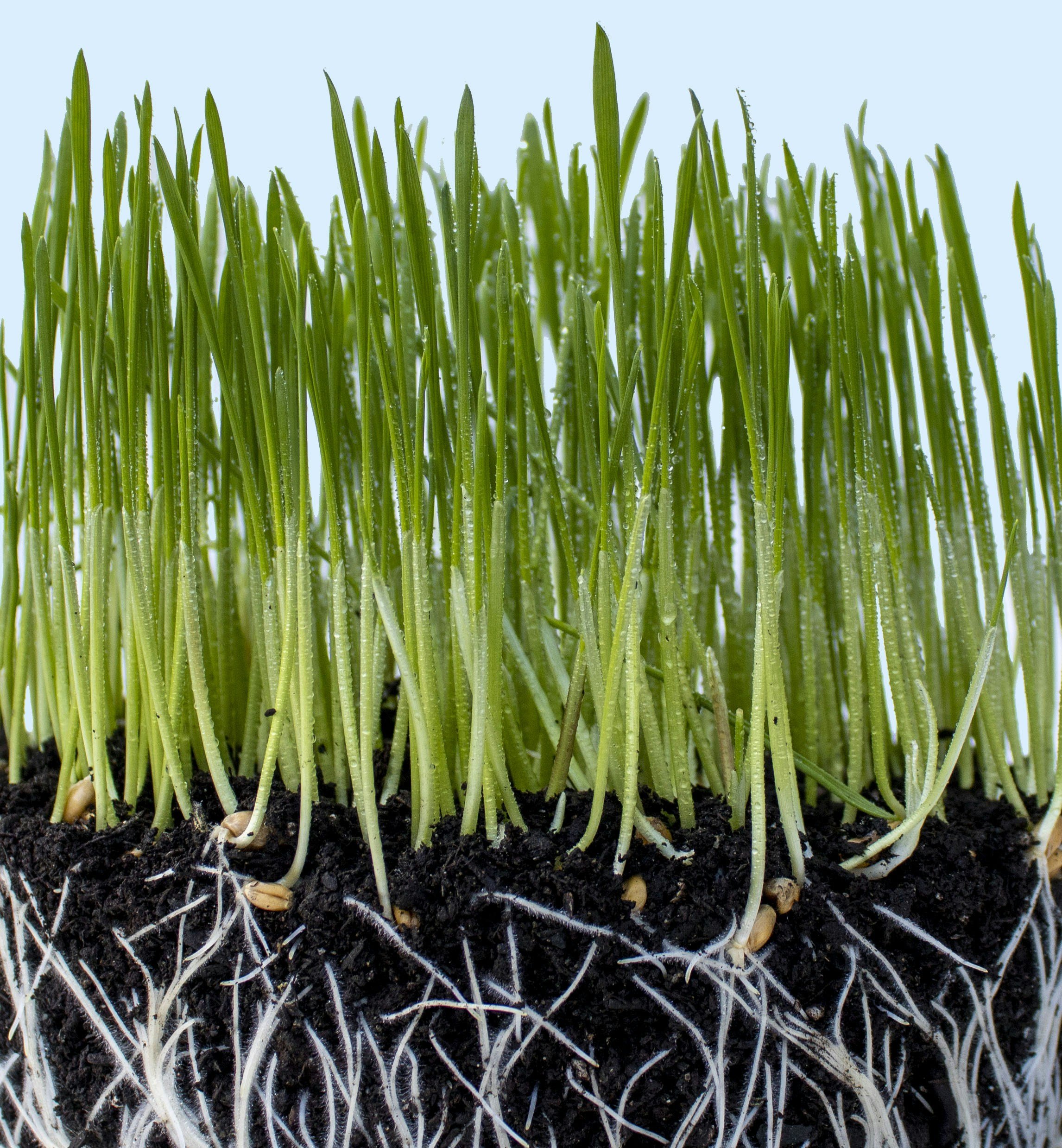 Close-up of green grass sprouting from dark soil with visible roots.