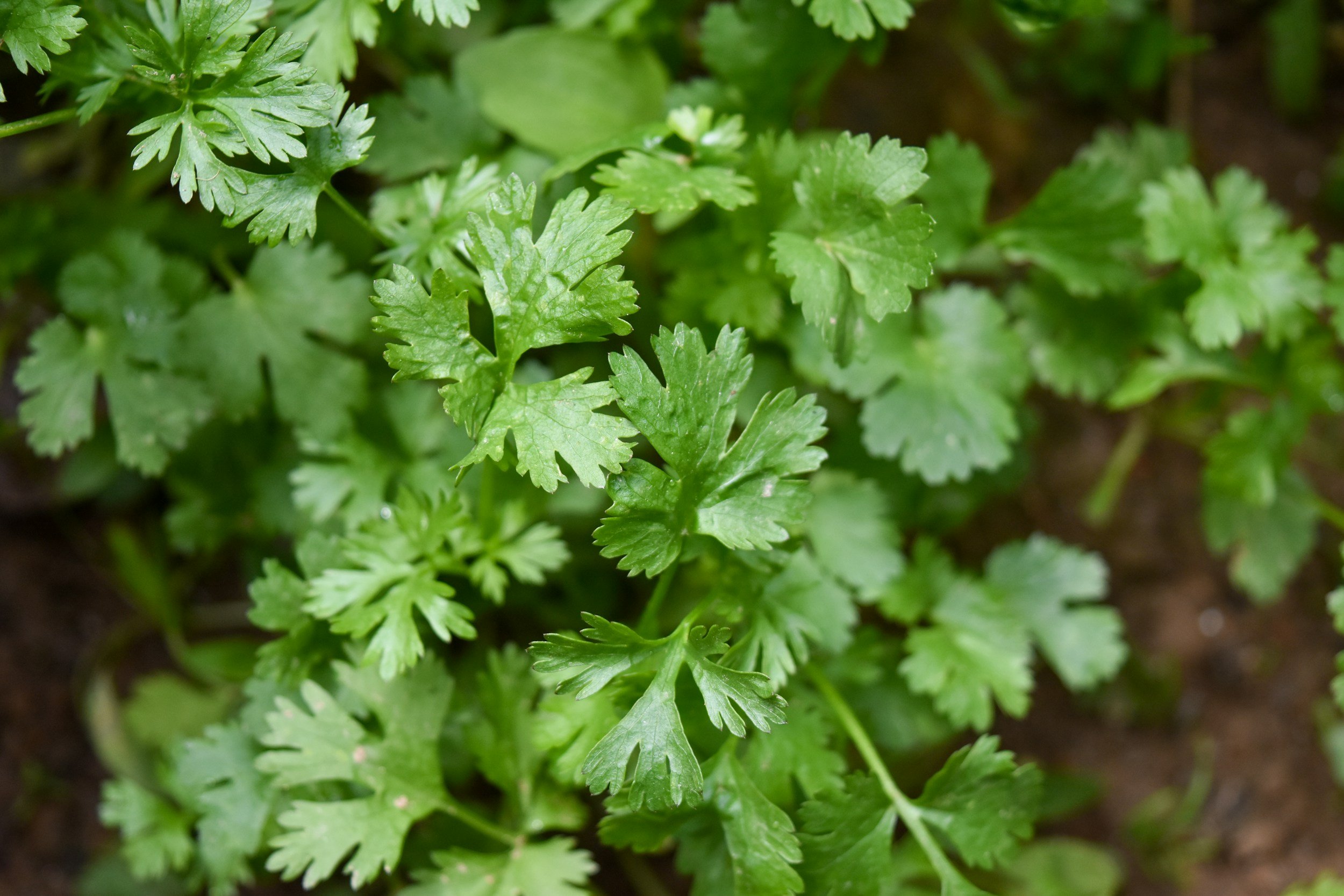 Close-up of cilantro leaves utilizing Biocat PST Phage soil technology