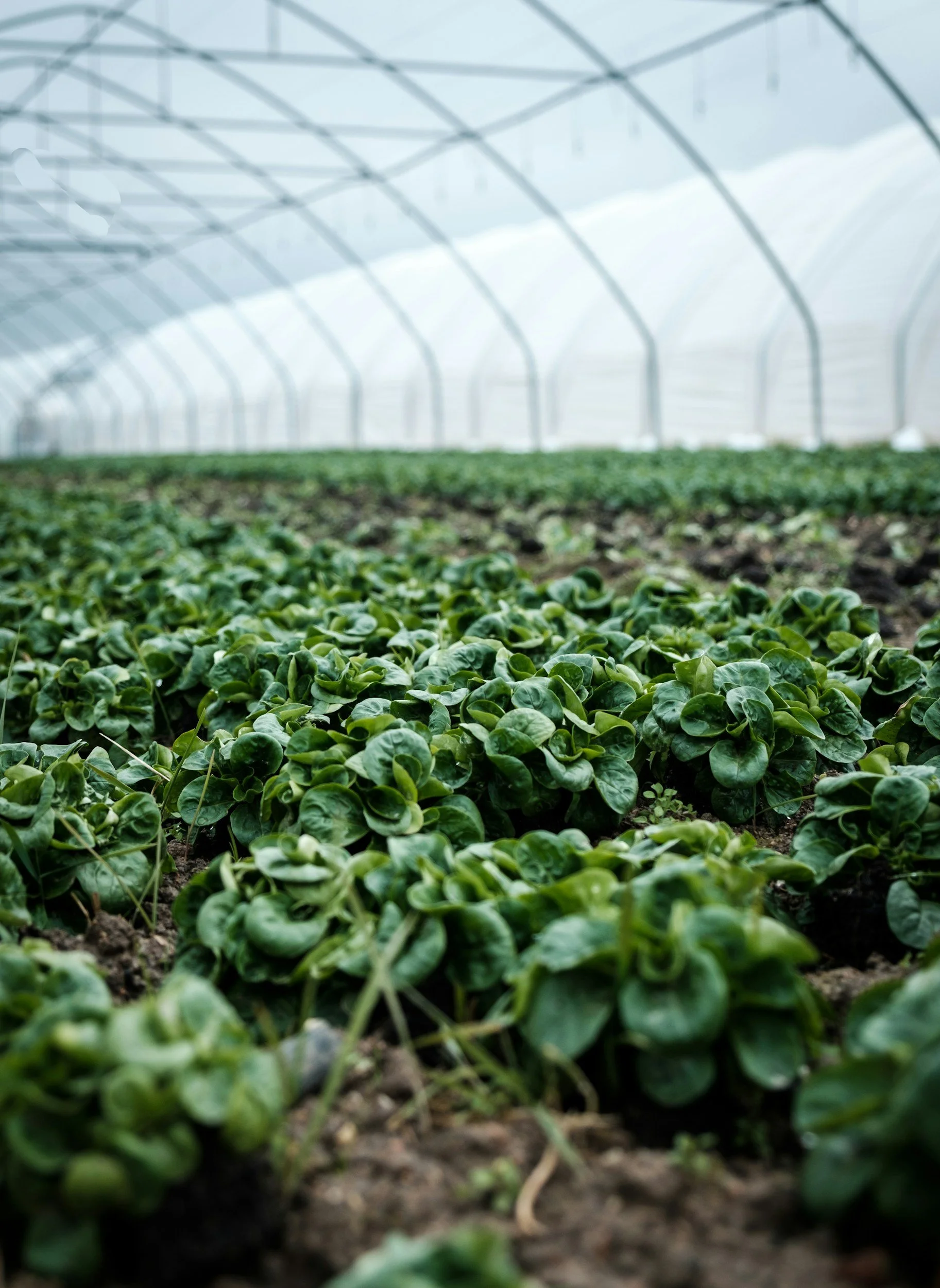 Rows of green leafy plants growing inside a greenhouse with a curved glass roof.