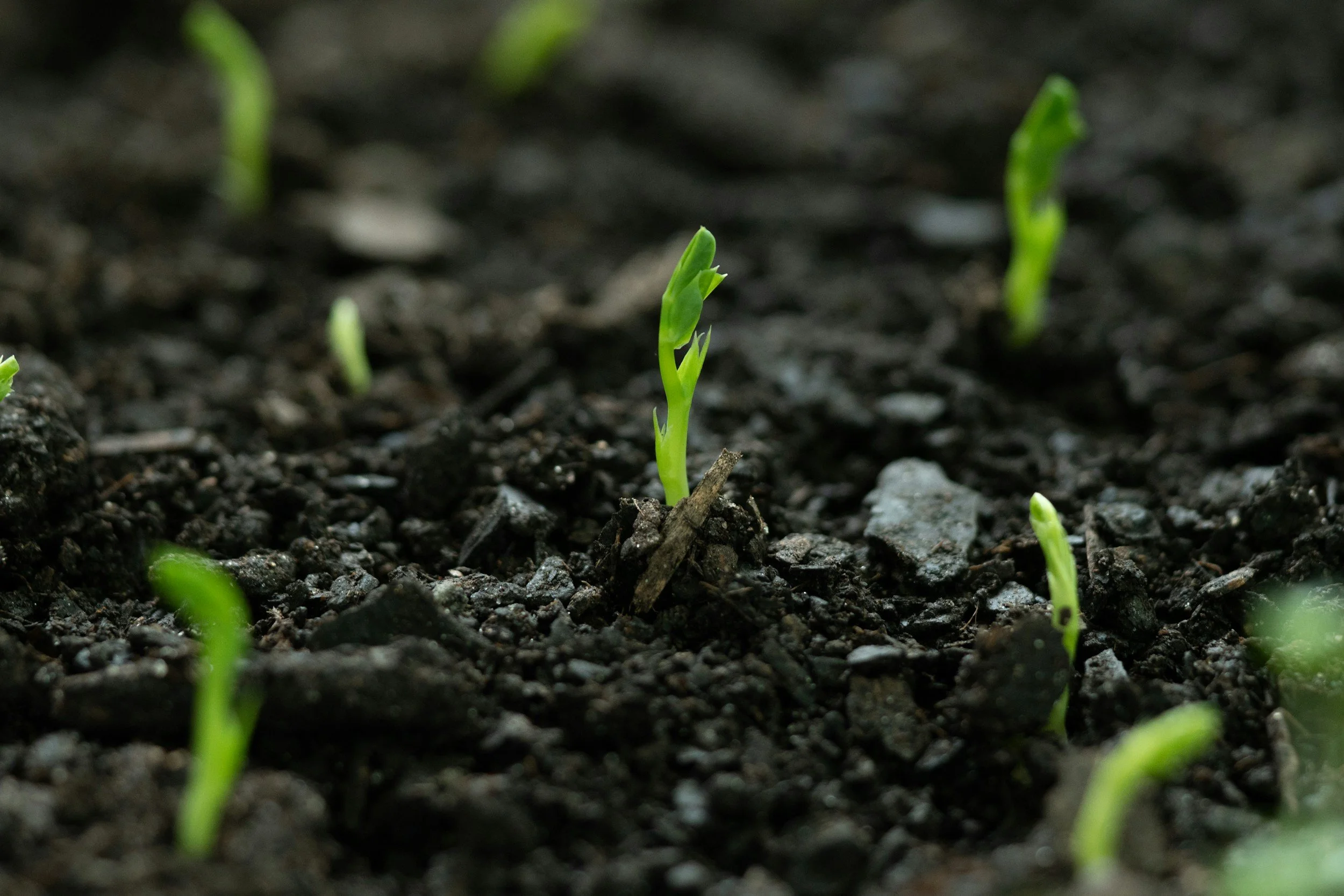 Close-up of small green plant sprouts emerging from dark soil.