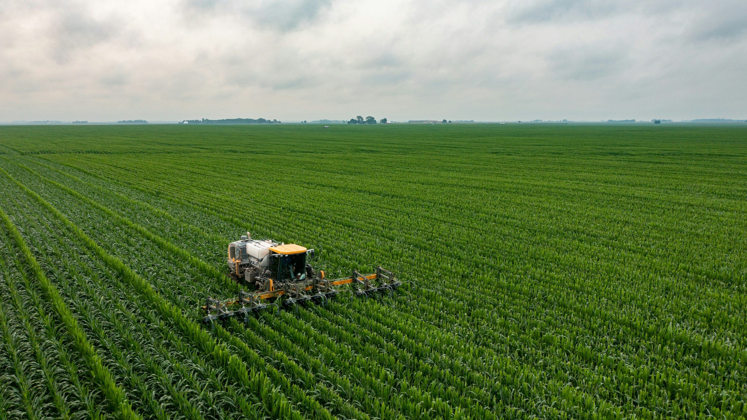 A drone sprays pesticides or fertilizers over a large green cornfield on an overcast day.