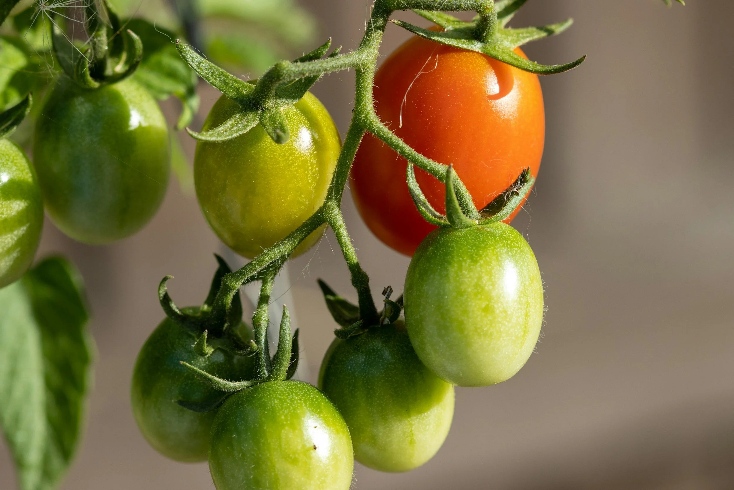 Close-up of a cluster of cherry tomatoes on the vine, with some still green and one ripening to red.