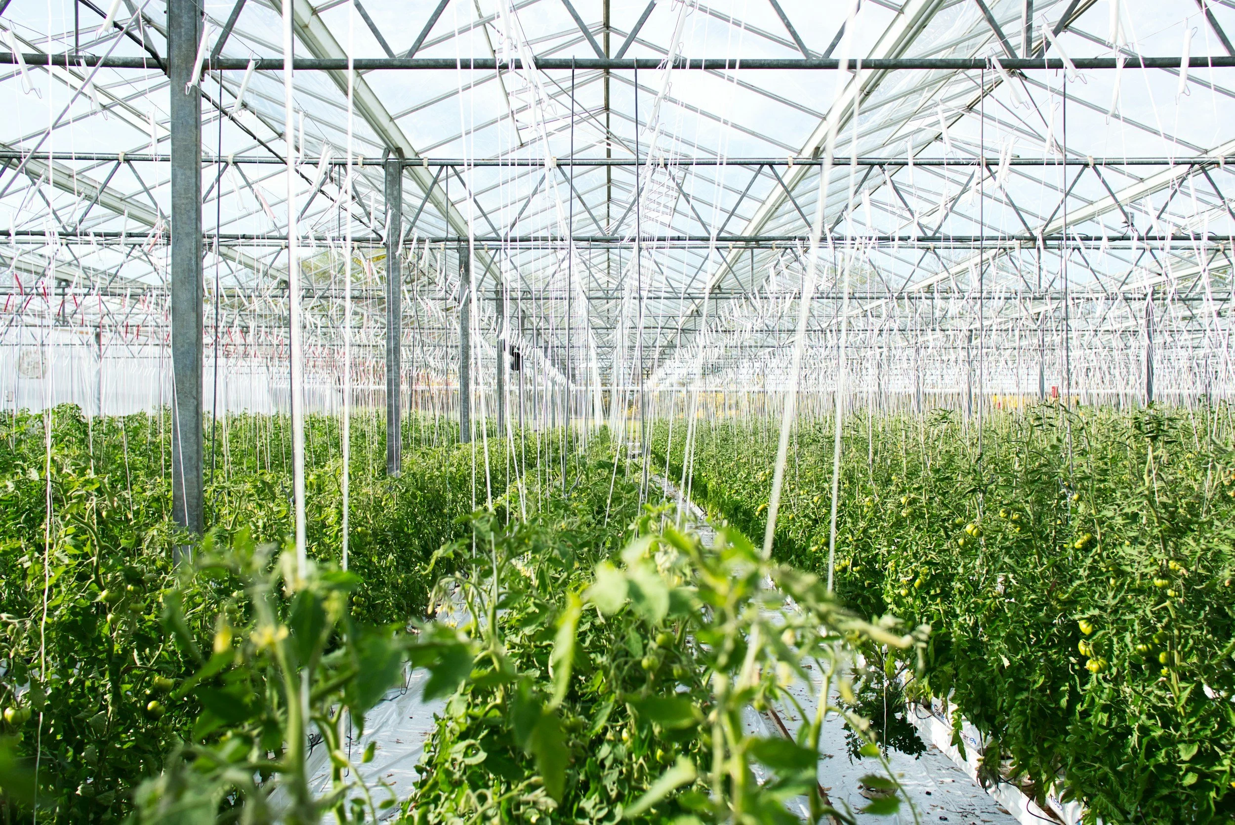 Inside a greenhouse with rows of green tomato plants supported by strings and a metal framework overhead.
