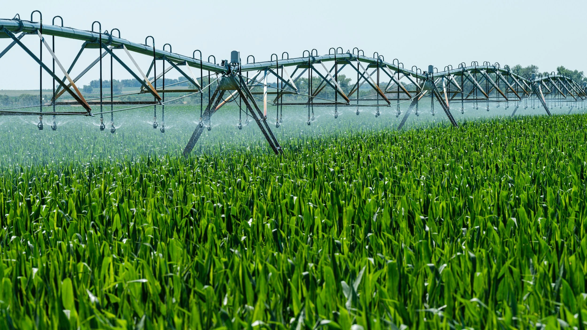 A large agricultural field of green crops being irrigated by a center pivot irrigation system.