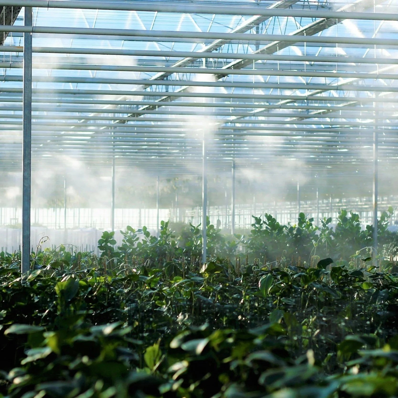 Inside a greenhouse utilizing Biocat PST Phage soil technology