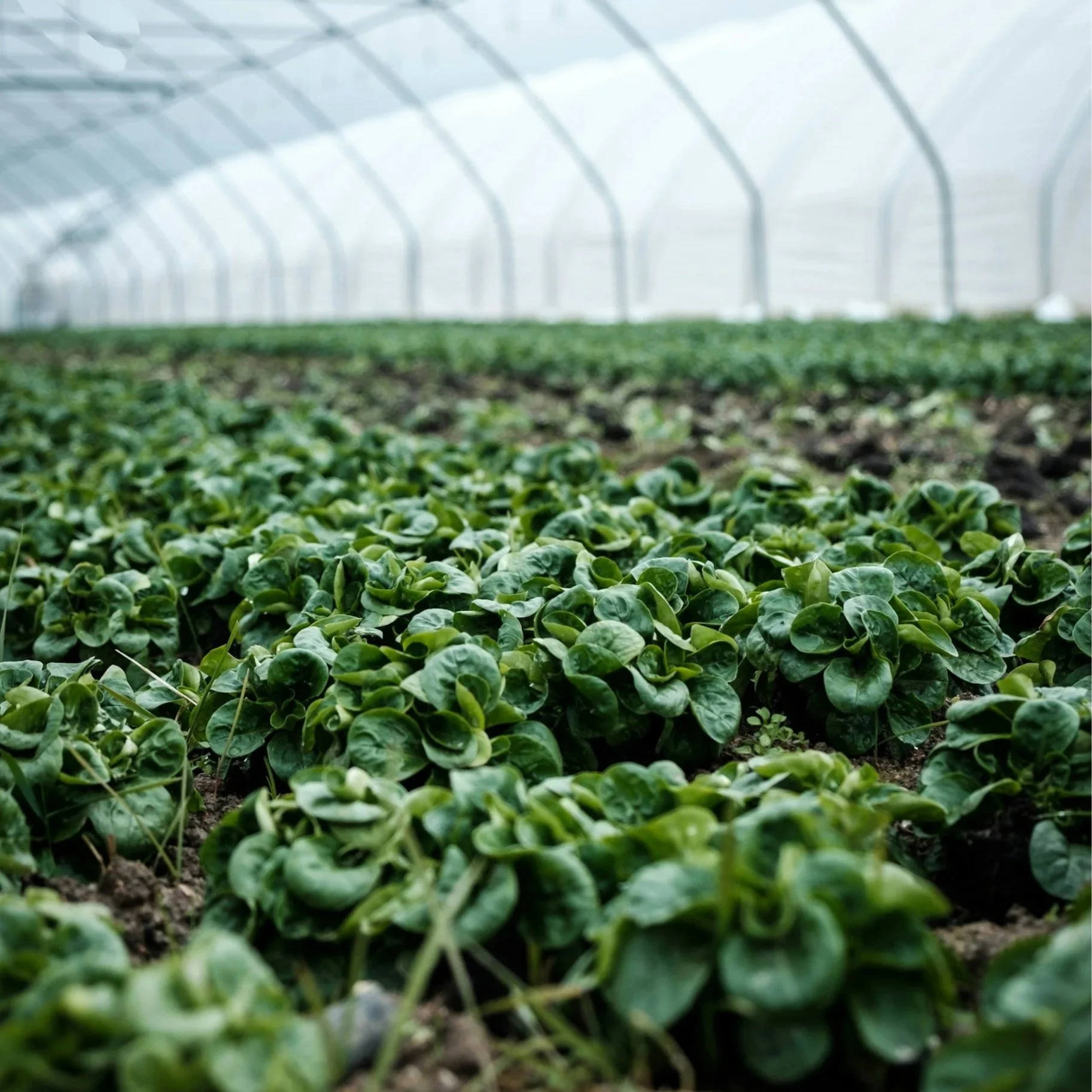 Green leafy plants growing inside a greenhouse.