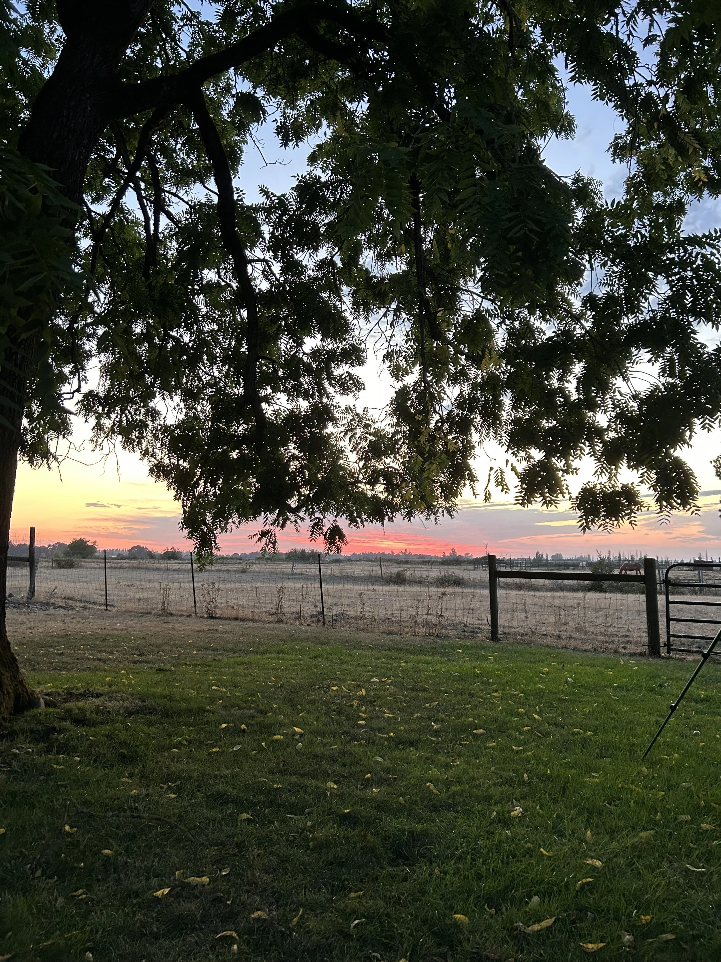 The image depicts a peaceful rural landscape at sunset, with a large leafy tree in the foreground, a grassy area with fall leaves, a wire fence, and open fields in the distance, with farm animals and a colorful sky.