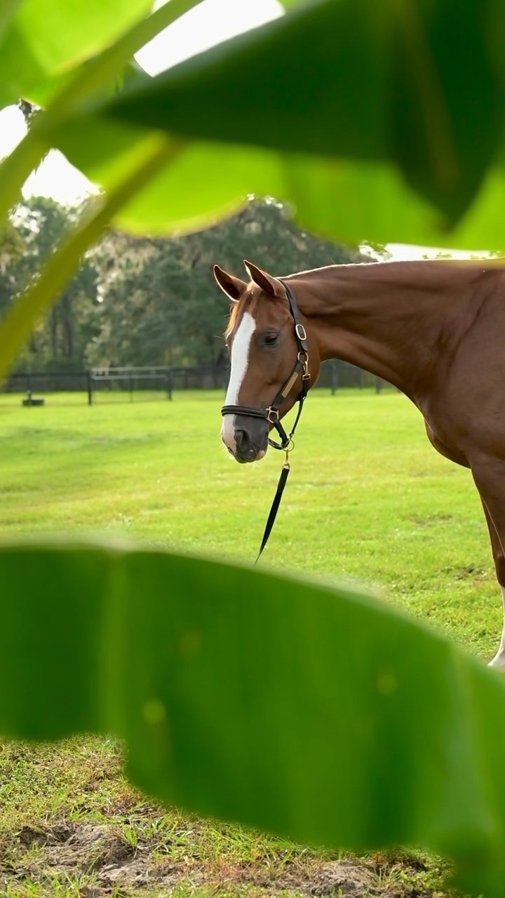 Karma framed by green leaves in the paddock
