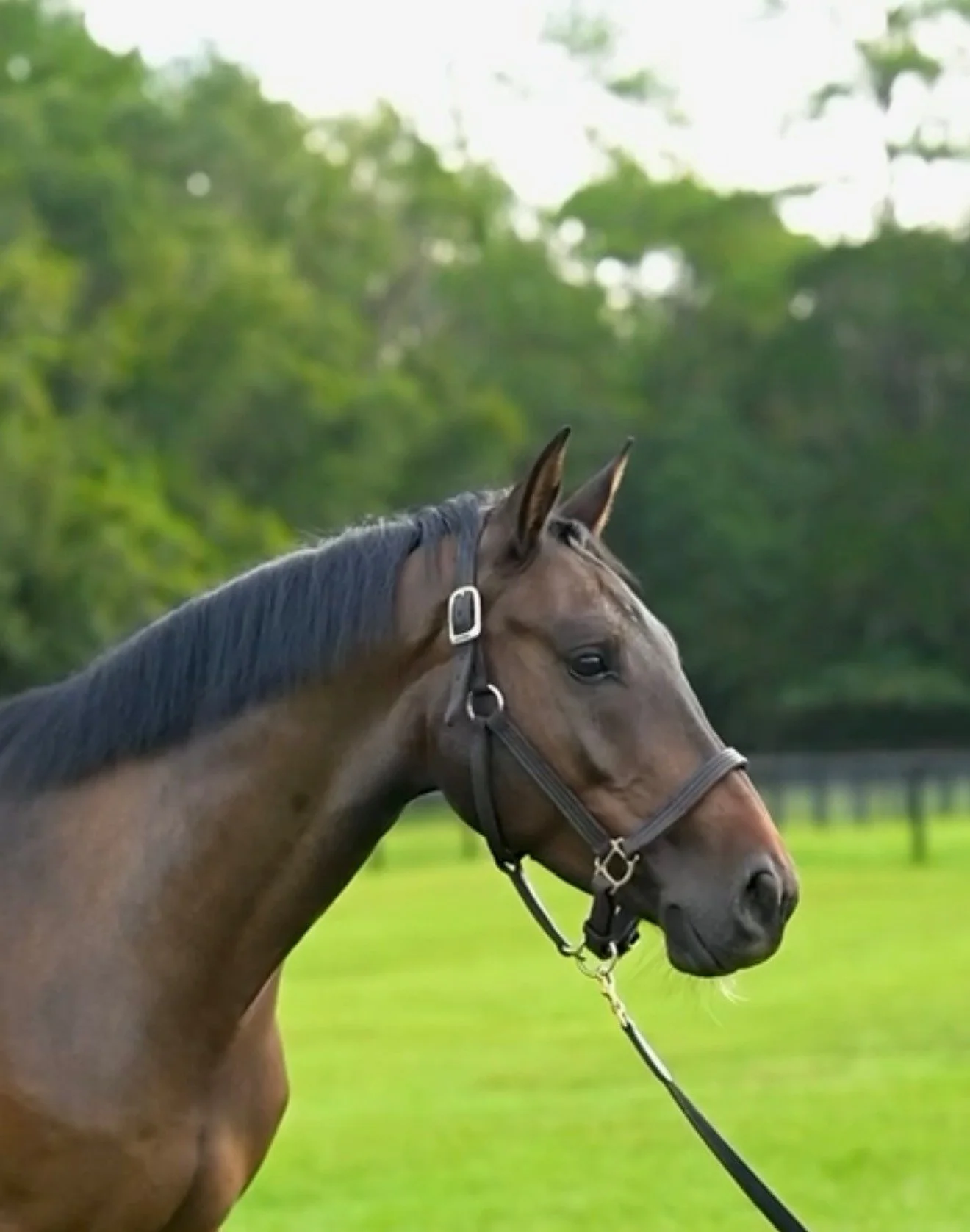 Cisco Luxe (Lux), a bay horse in profile outdoors.