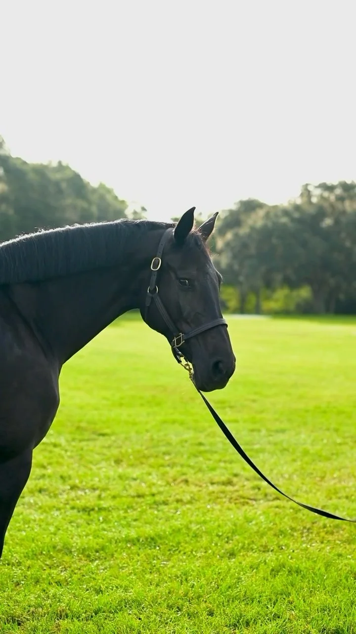 Dame Bruchetta Z in soft backlight with ears forward