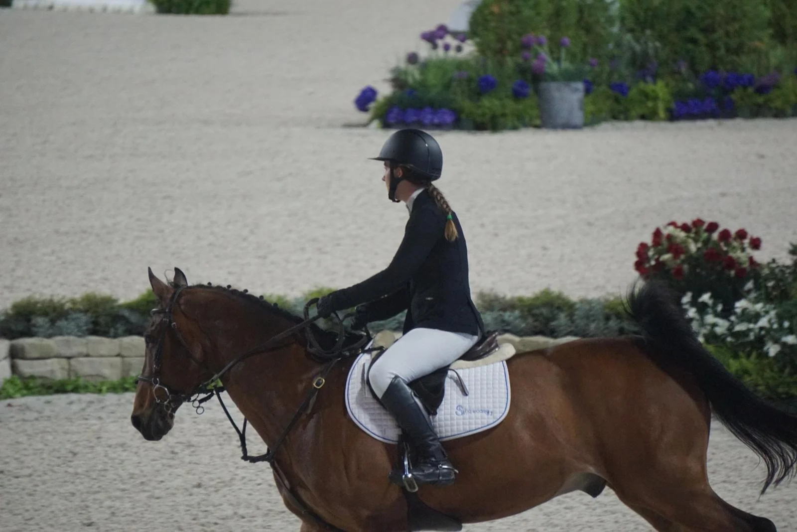 Cinven CR (Cilantro) under saddle in profile.