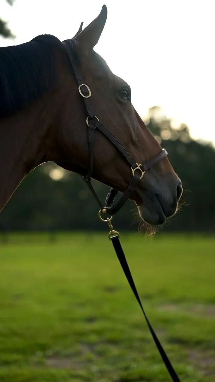 Venezia D’Austral Z in a softly backlit head portrait