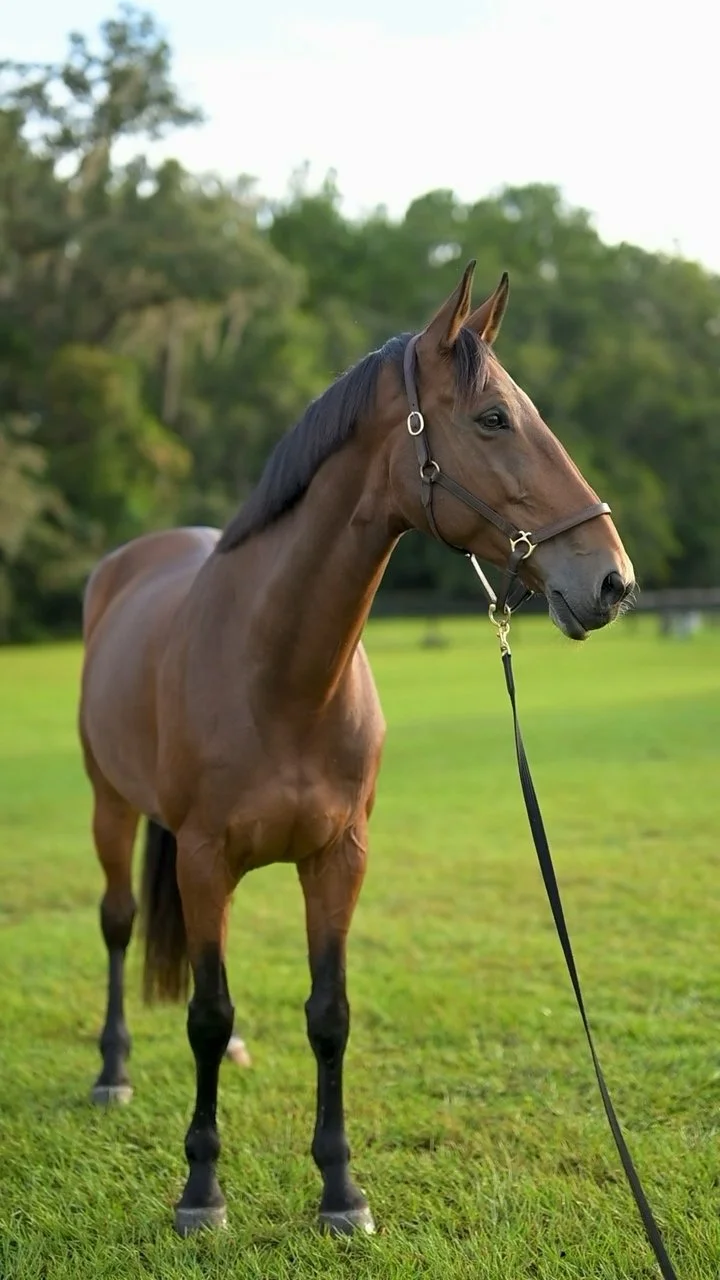 Venezia D’Austral Z standing with ears forward in the paddock