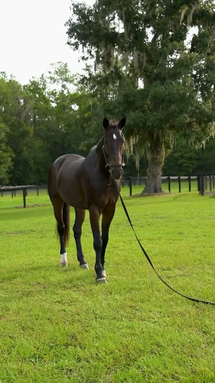 Conlando 55 (Connor) standing beneath an oak tree