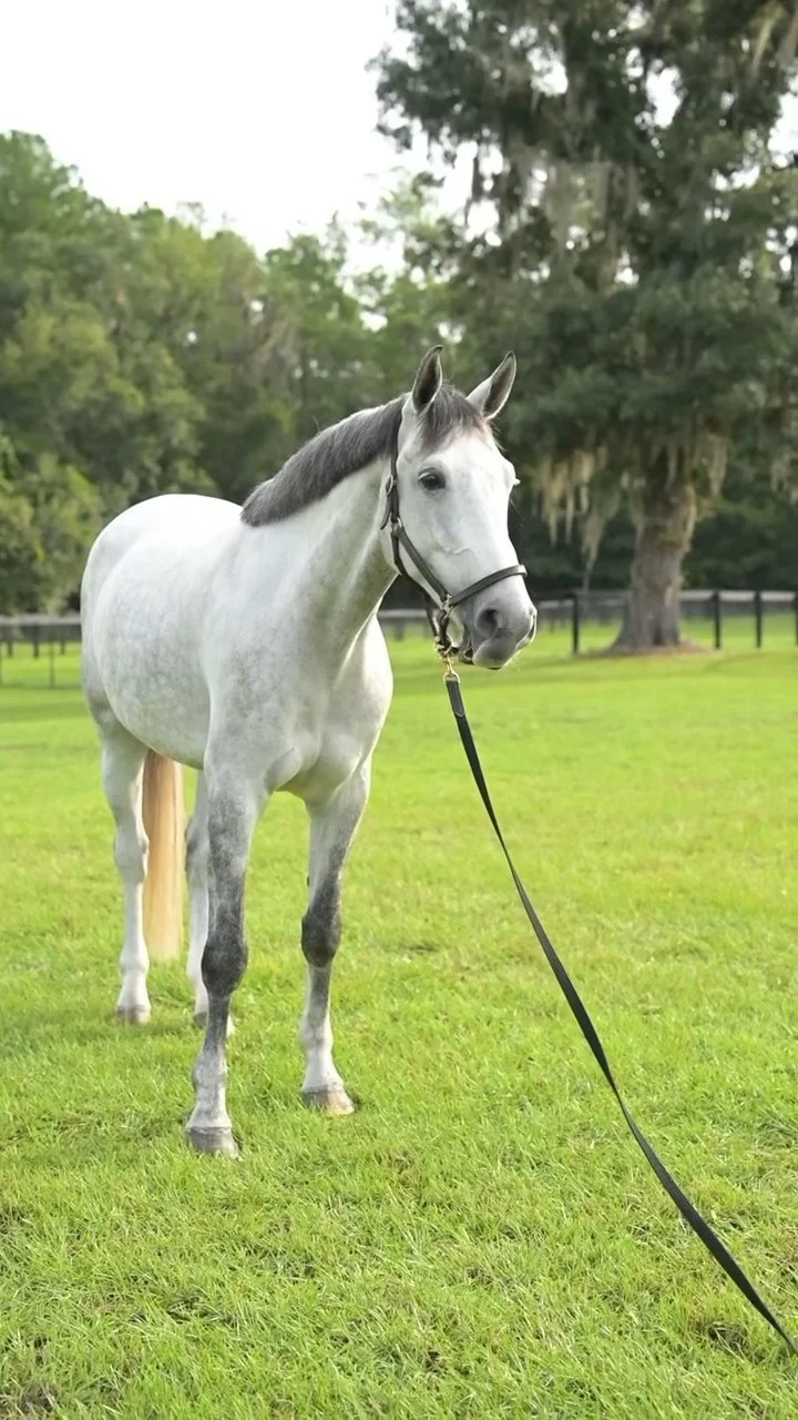 Don Cor Z (Doc) standing attentively in the paddock