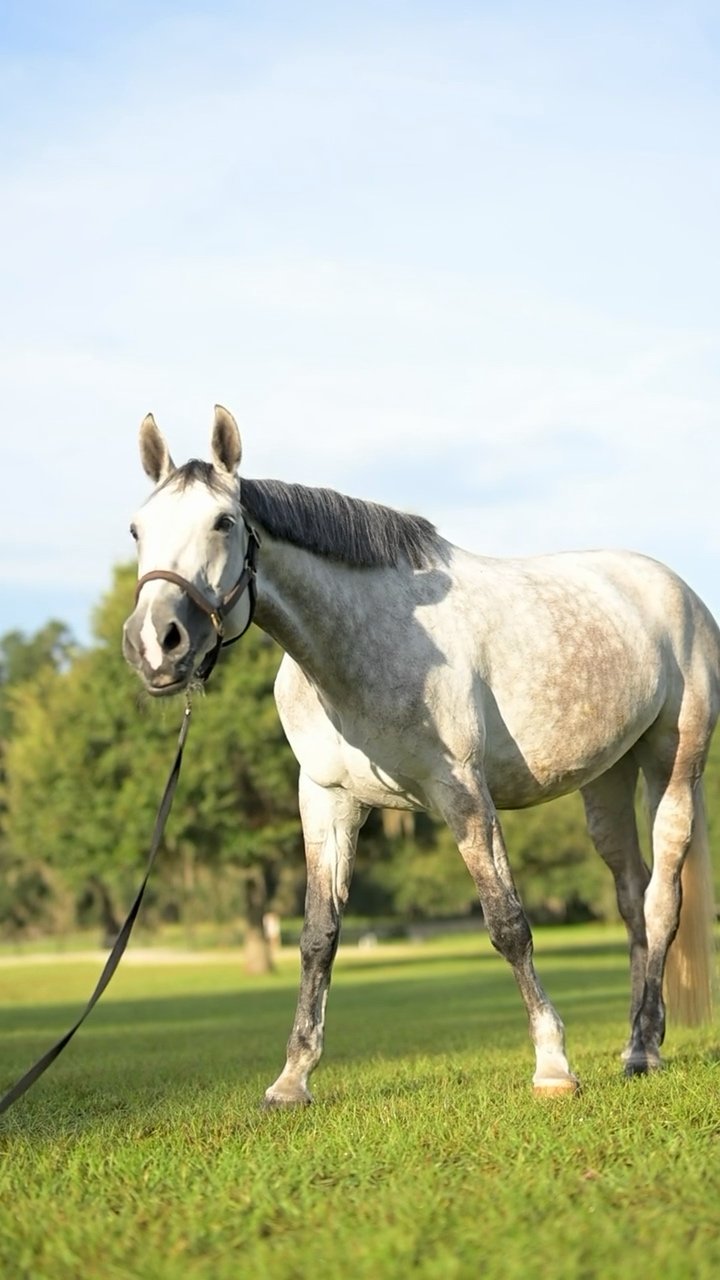 Arianna RV (Ari), grey mare standing in sunlight on grass with ears forward.
