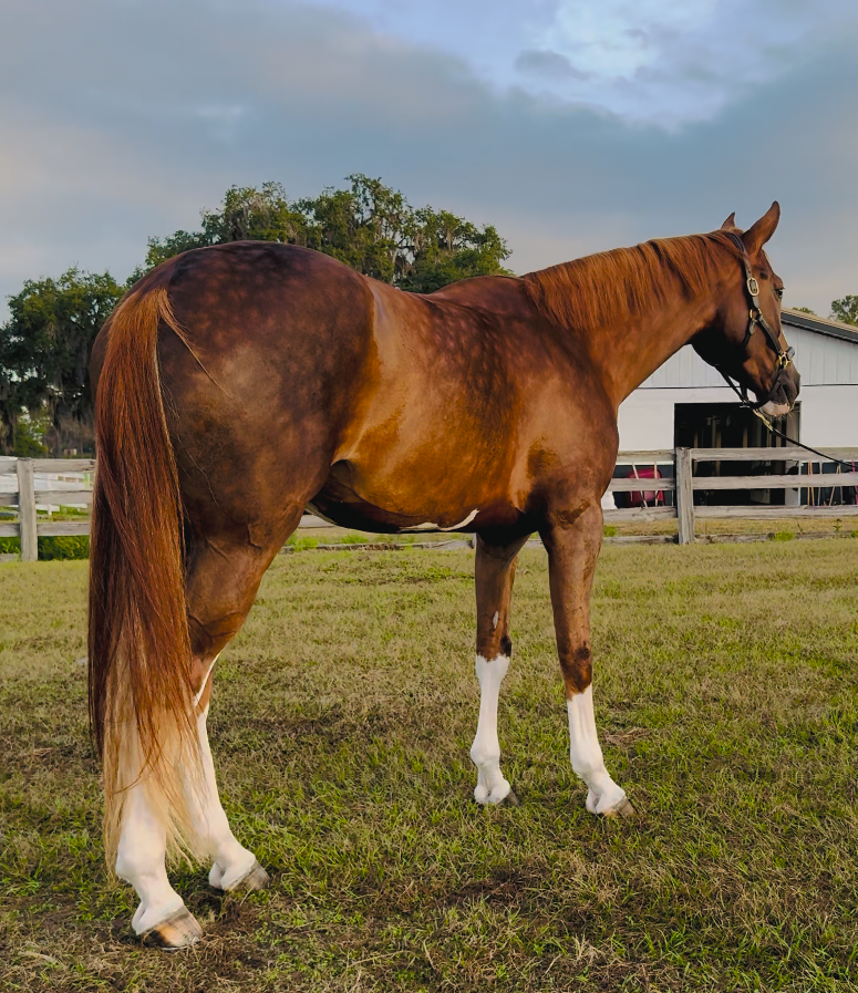 Karma no tack side dapples.png