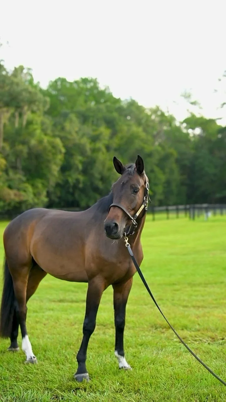 Cisco Luxe (Lux) standing with ears forward
