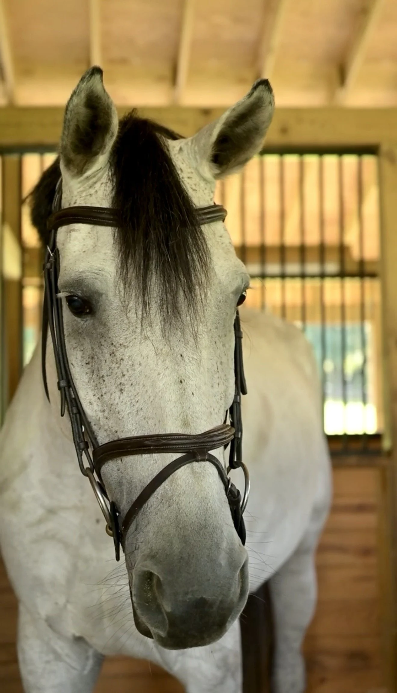 Chabluevara PS at GS Equestrian in Ocala, Florida
