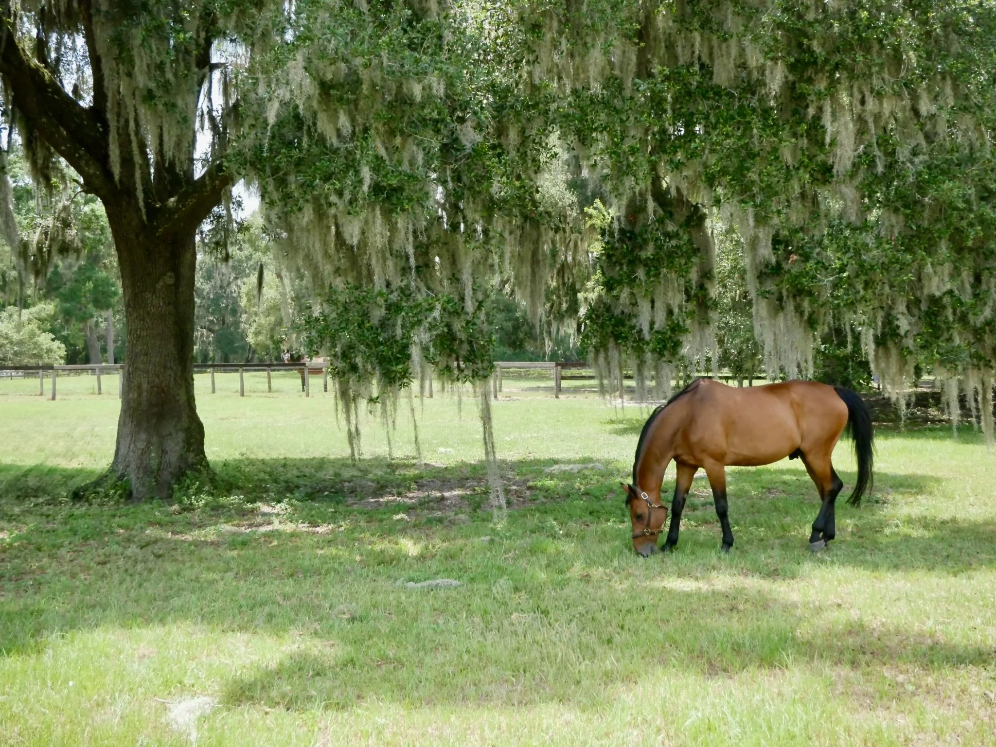 Cinven CR grazing in a paddock at GS Equestrian in Ocala, Florida