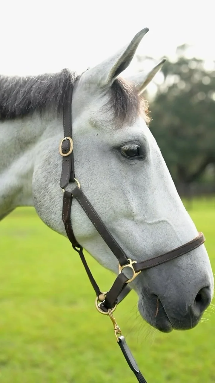 Don Cor Z (Doc) in a close head portrait with ears forward