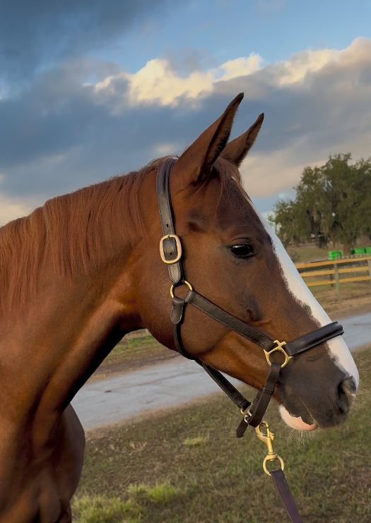 Karma headshot side.png