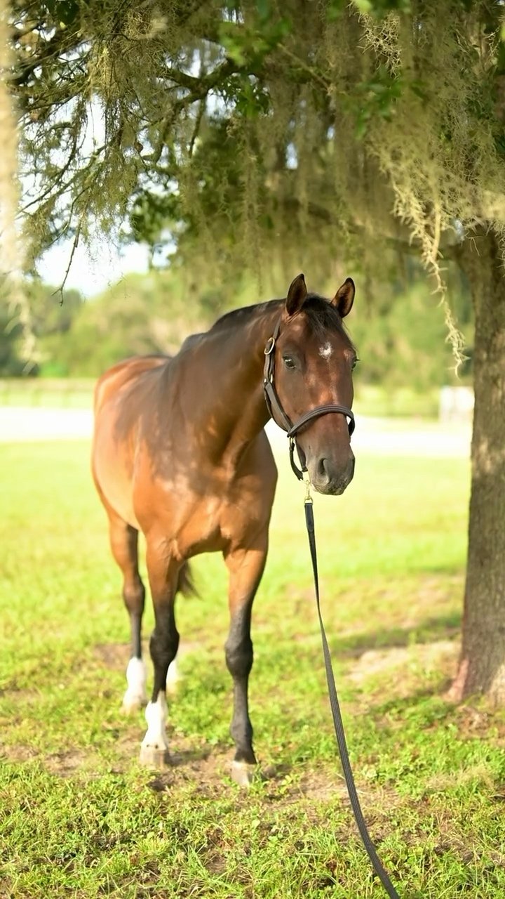 Conlondino PS (London), bay horse standing beneath an oak tree.