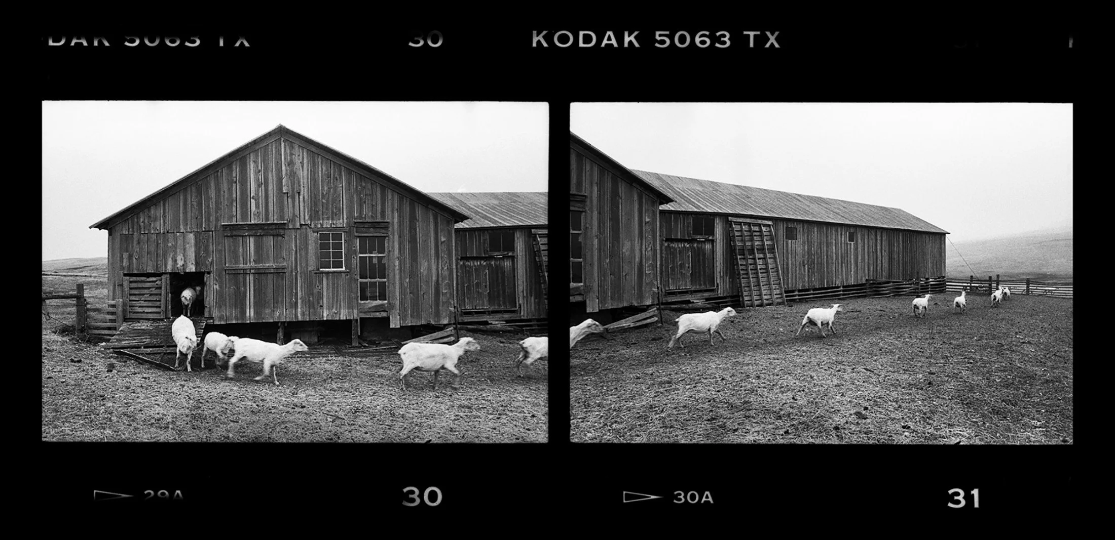 JM Cooper: Adel Sheep Shearing