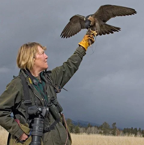 A person in outdoor gear holding a peregrine falcon on her gloved hand during a cloudy day in an open field.