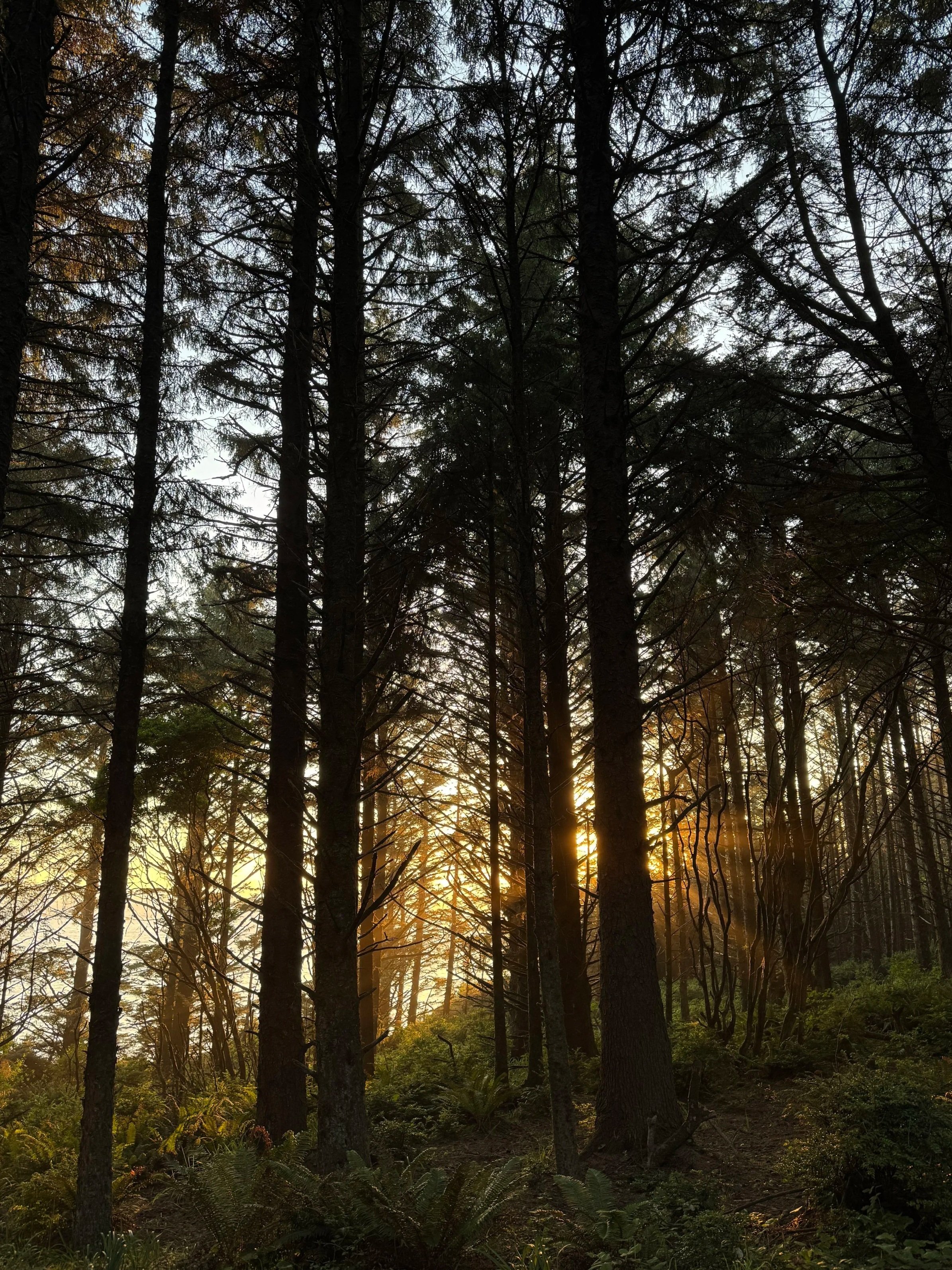 Sunset in a dense forest with tall trees and green undergrowth, sunlight filtering through the branches.