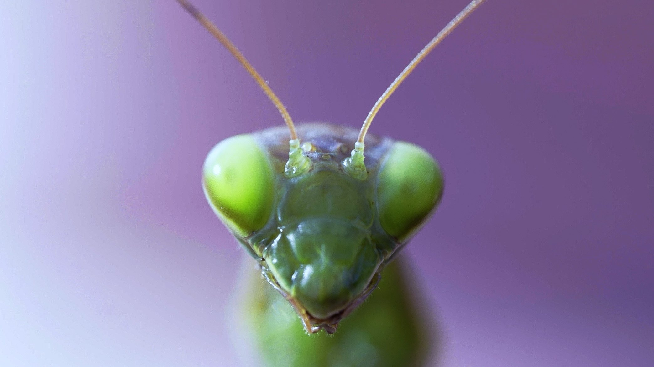 Schermopname (24).jpg