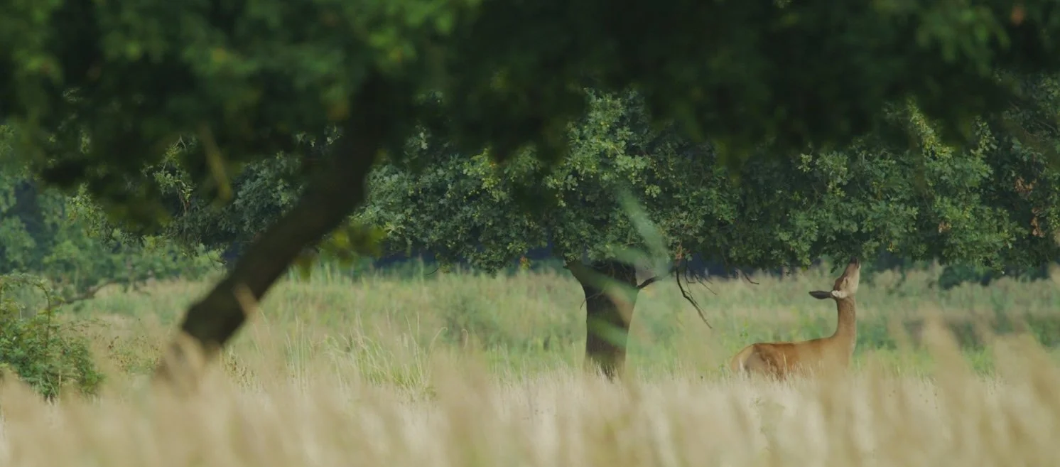 Schermopname (630).jpeg