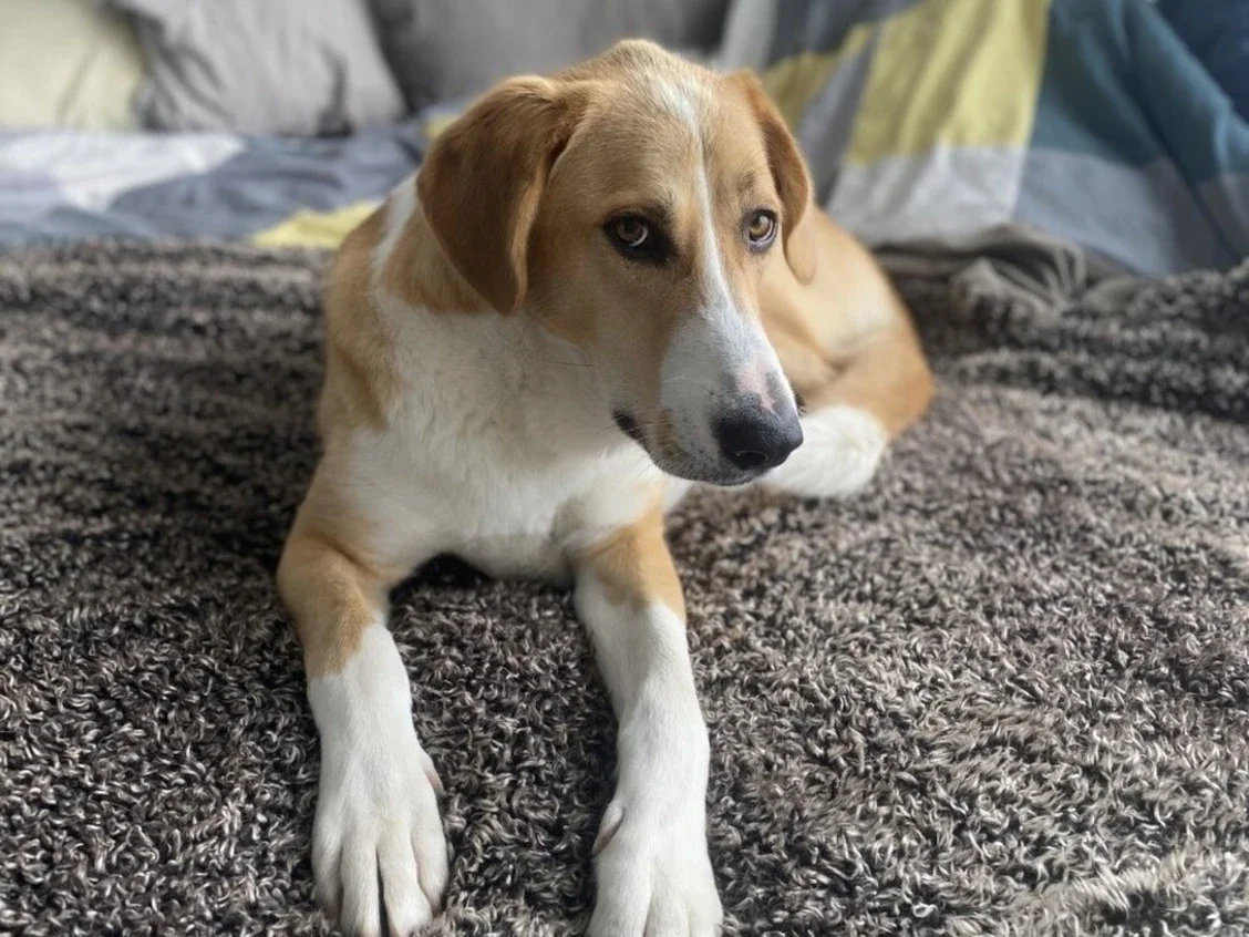 Desperate escape for Canada's last Afghan rescue dog