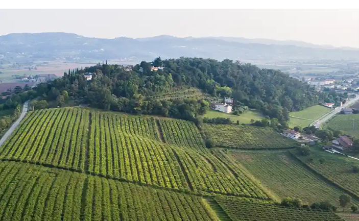Aerial view of lush green vineyards on rolling hills with scattered houses and a forested hill in the background.