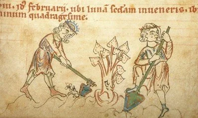 Two medieval figures working with a plant and a spade, on parchment.