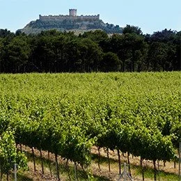 Vineyard with rows of grapevines in the foreground and a castle on a hill in the background