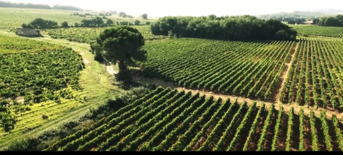Aerial view of lush green vineyards with rows of grapevines and scattered trees in a rural landscape.