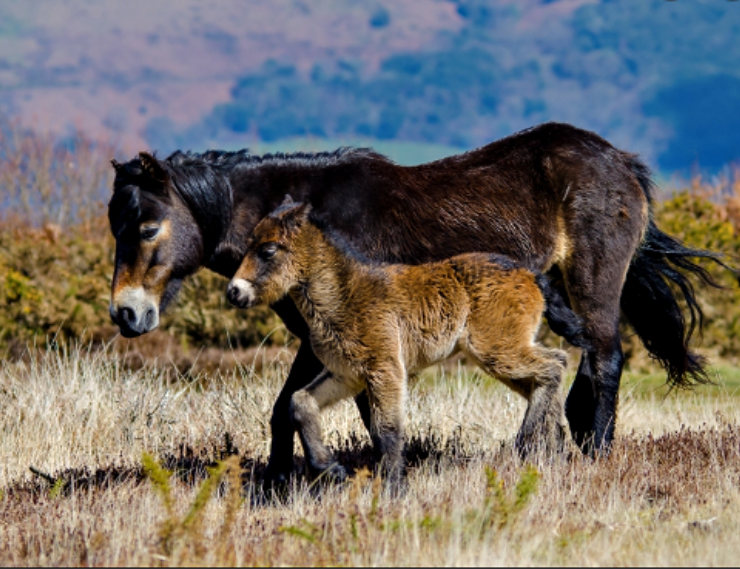 Exmoor Ponies