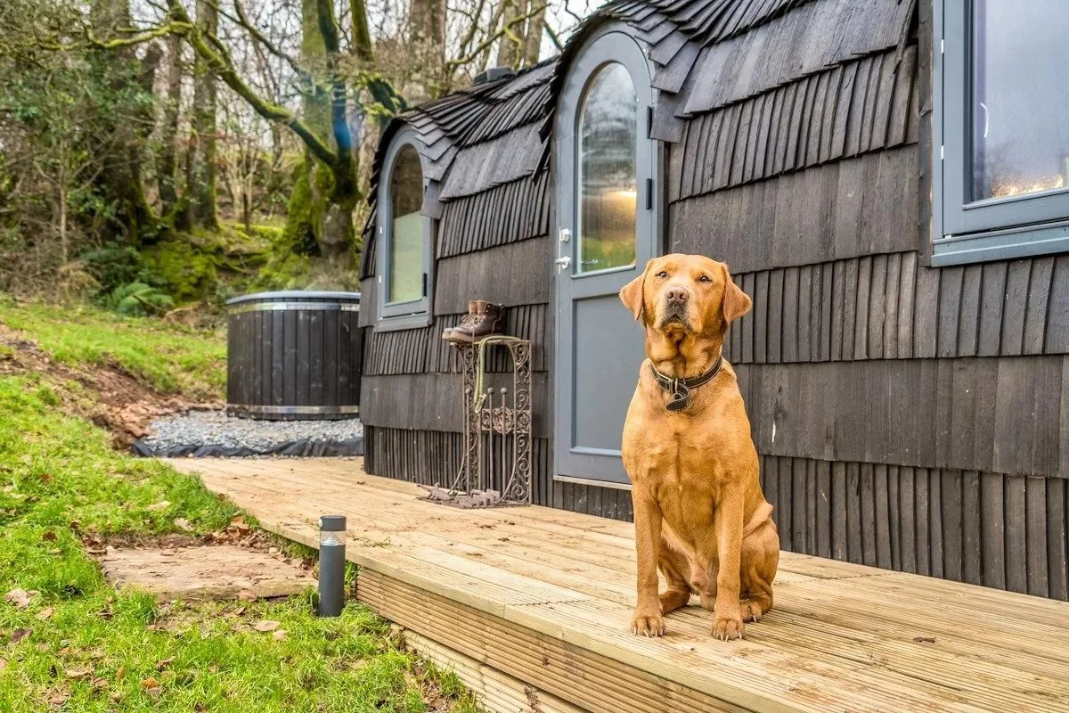 A brown dog sitting on a wooden deck outside a dark gray house with shingle siding and arched window and door frames, in a forested area.