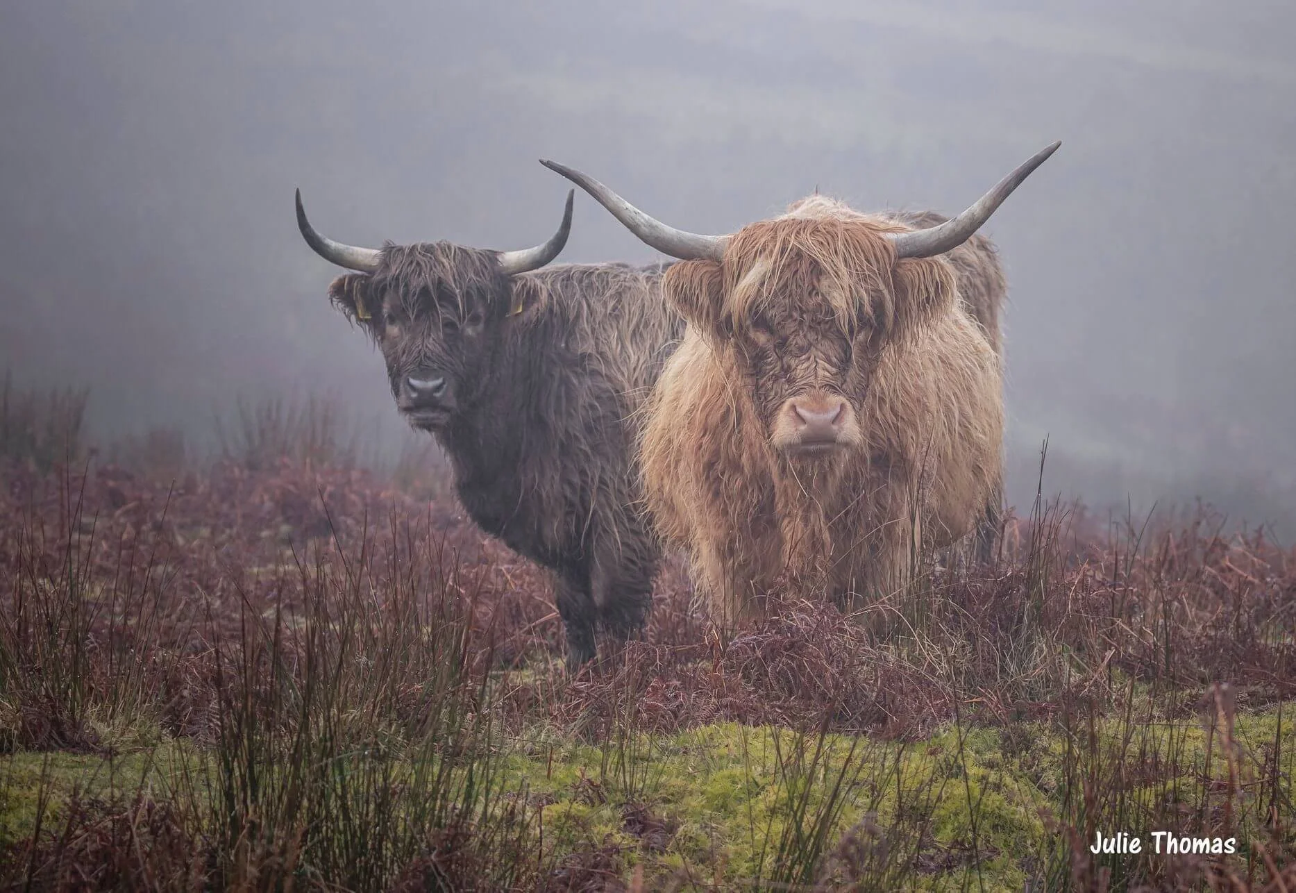 Exmoor National Park