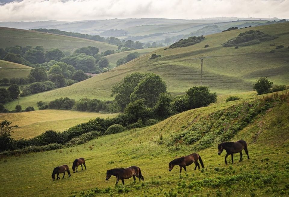 Exmoor-Ponies-V2.jpg