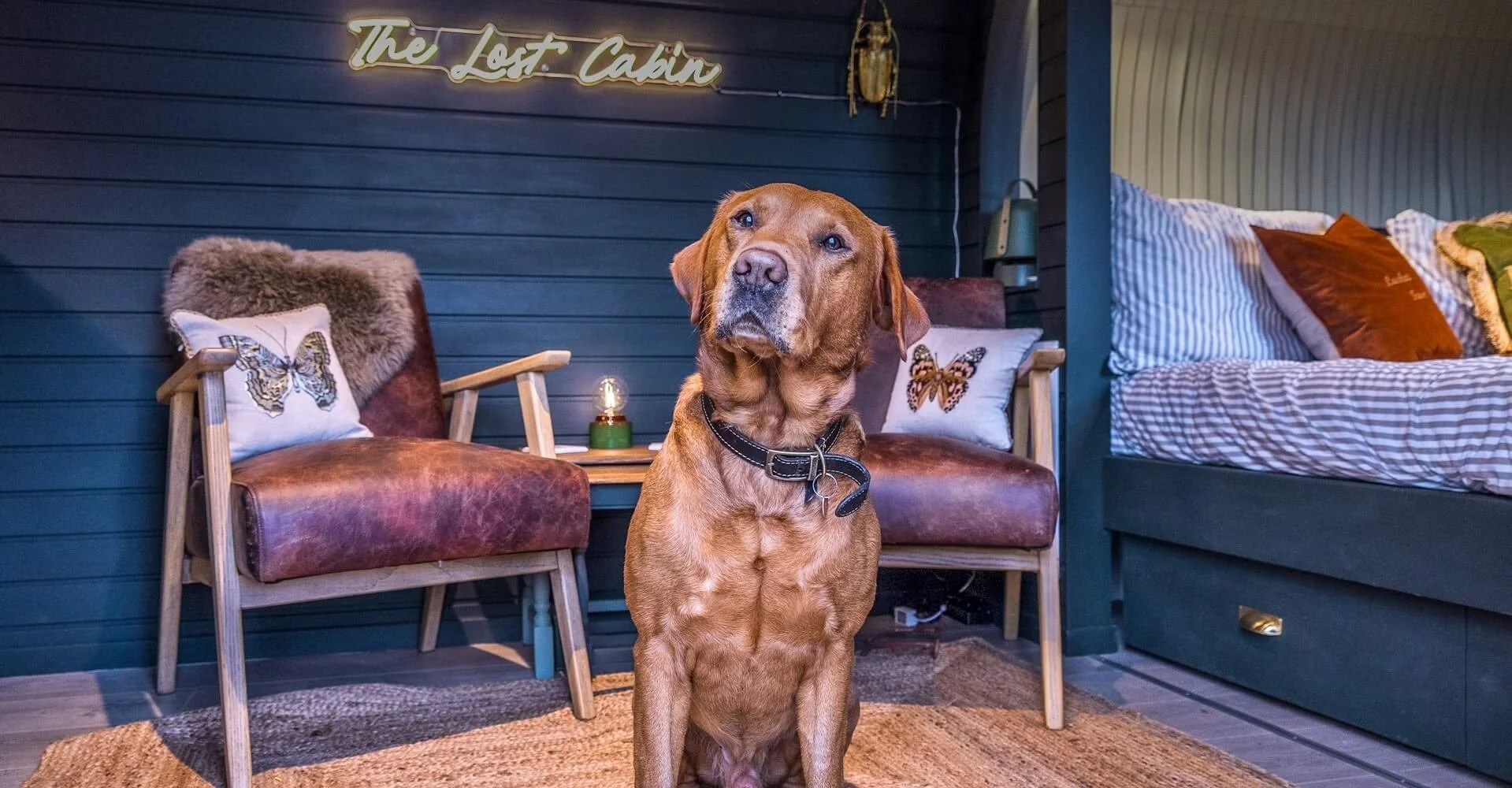 A brown dog sitting in a cozy cabin bedroom with blue walls, two leather armchairs with butterfly pillows, a bed with striped and solid pillows, and a neon sign that reads 'The Lost Cabin'