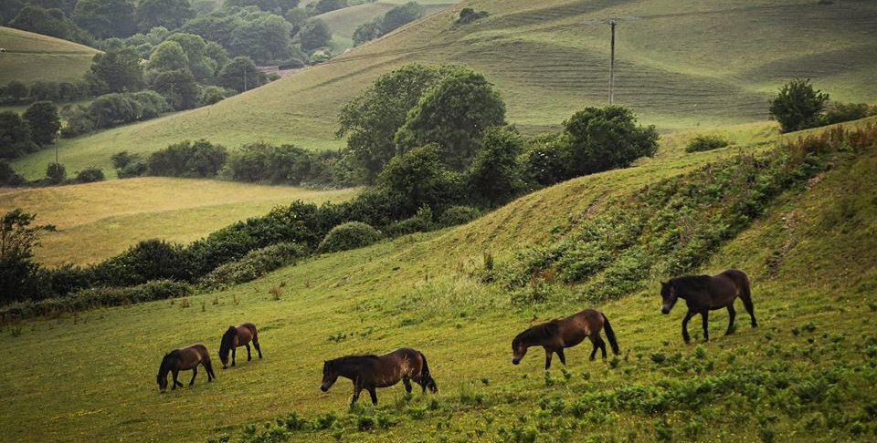 Exmoor Ponies grazing on a grassy hillside with rolling green hills and trees in the background.