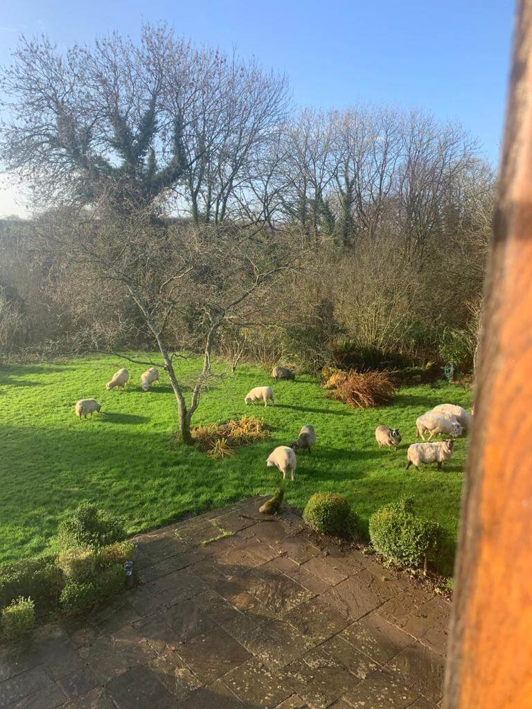 Keepers lodge and Luckett Farm garden scene with several sheep grazing on a lush green lawn, surrounded by trees and bushes, under a clear blue sky.