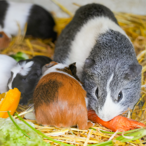 Specialized Small Animal Care