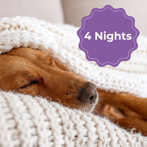 Overnight Dog Care (4 Nights)