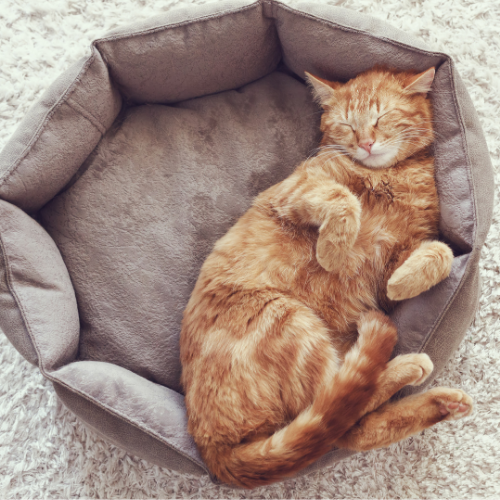 Overnight Cat Care (1 Night)